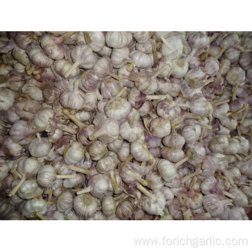 Normal Fresh  White Garlic For Export